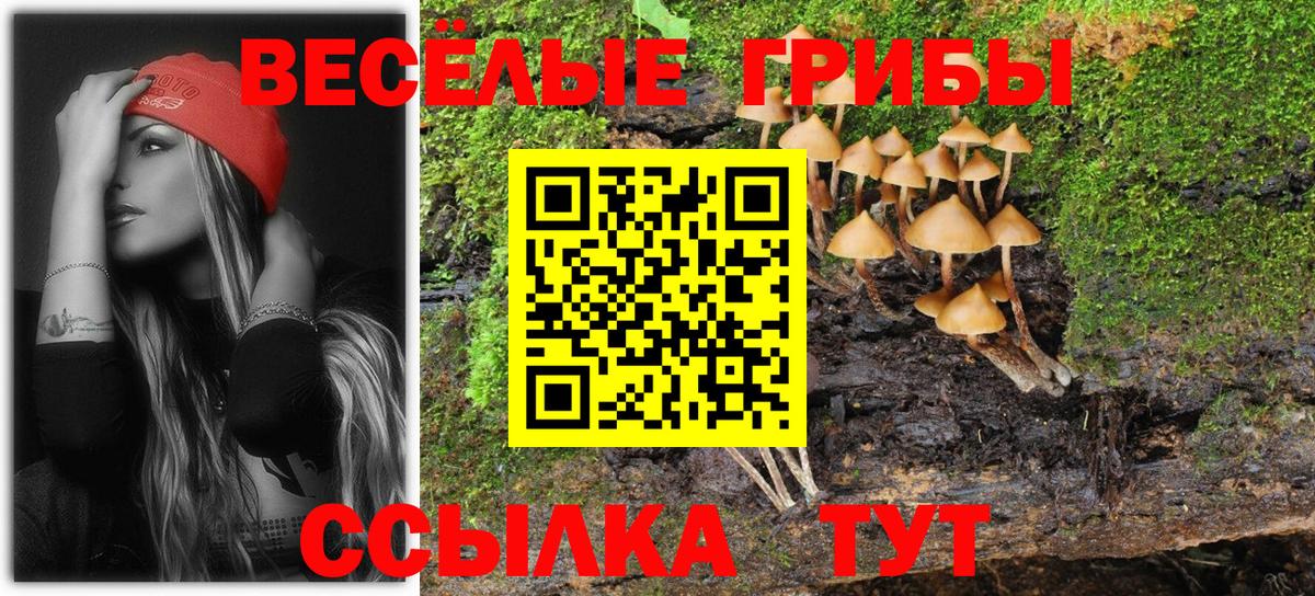 Псилоцибиновые грибы Cubensis Урус-Мартан